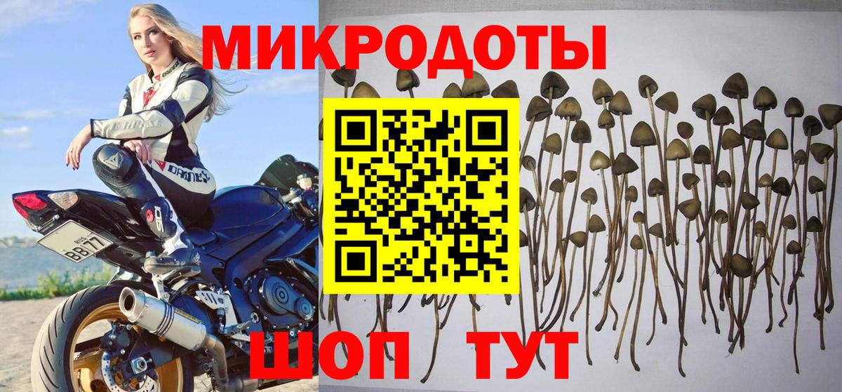 Галлюциногенные грибы Psilocybine cubensis  Псилоцибиновые грибы MAGIC MUSHROOMS  Урюпинск 